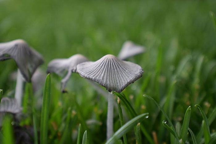 50 Mushroom Pictures Hd Download Authentic Images On Eyeem