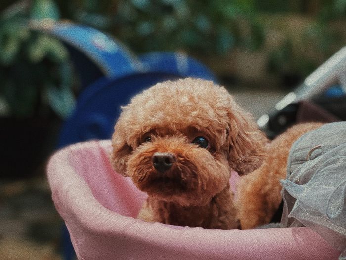 Portrait of puppy on blanket