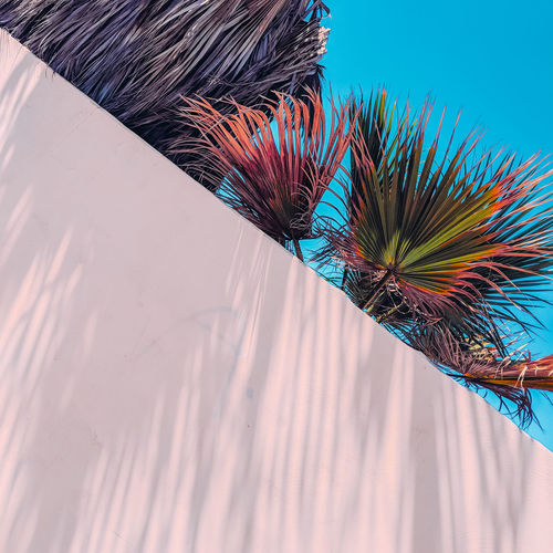 Palm shadows minimal location