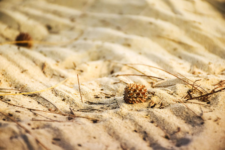 Pine fruit - cone on the sand selective focus.