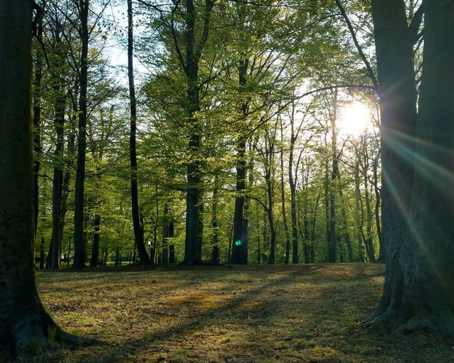 Sunlight streaming through trees in forest