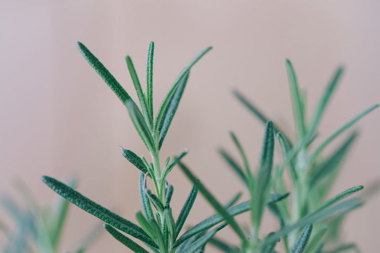 Close-up of rosemary potted plant