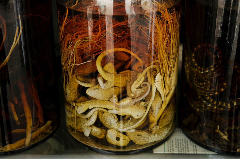 Close-up of dead animals in jar