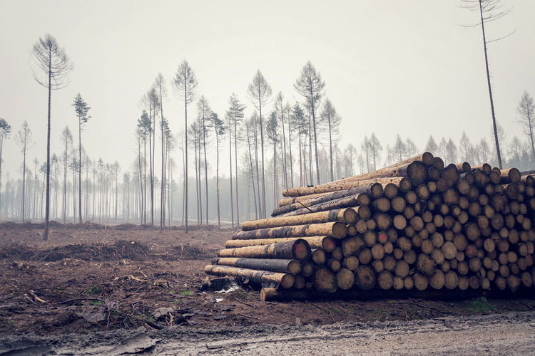 Stack of logs on field in forest against sky