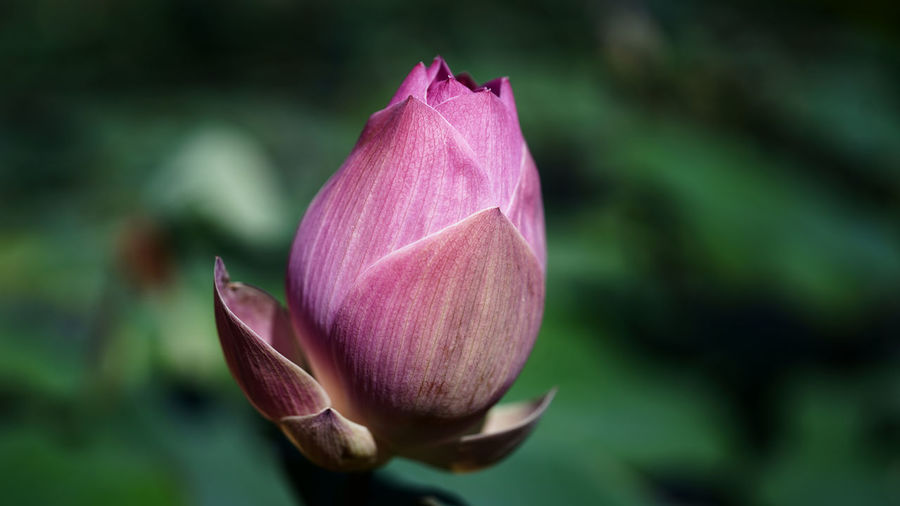 Close-up of pink flower bud