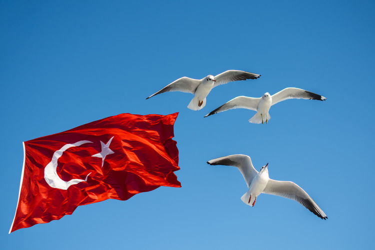 Low angle view of seagulls flying by national flag against clear blue sky
