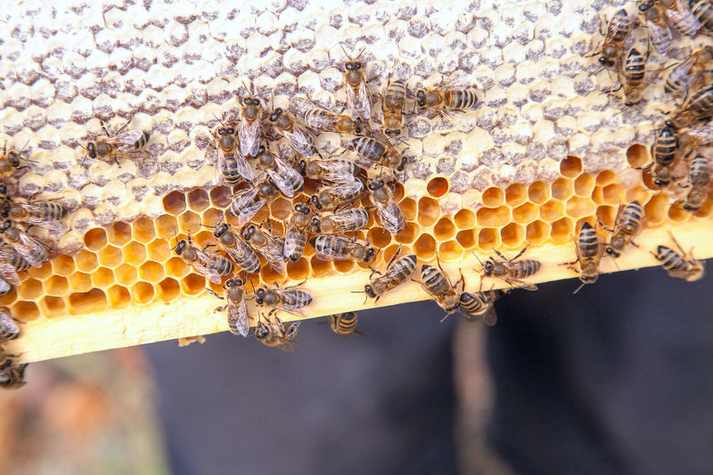 Close-up of bee on beehive