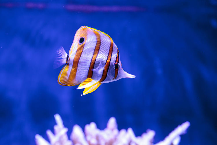Close-up of butterfly fish in water