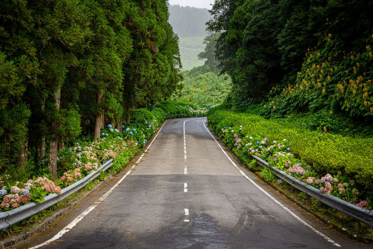 Country road on sao miguel with many flowers and forest