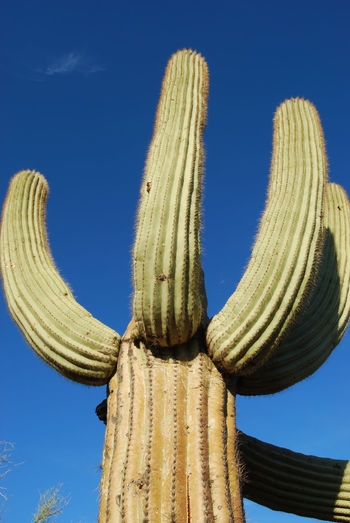 Low angle view of cactus against clear blue sky