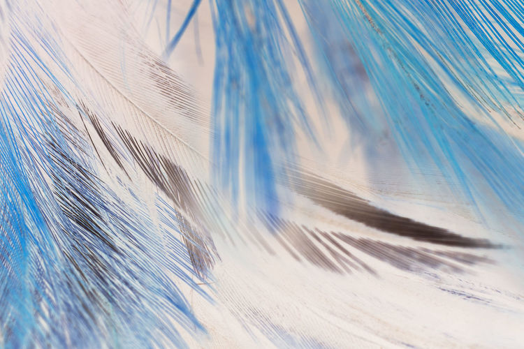 Full frame shot of feather