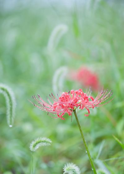 Close-up of red flower on grass