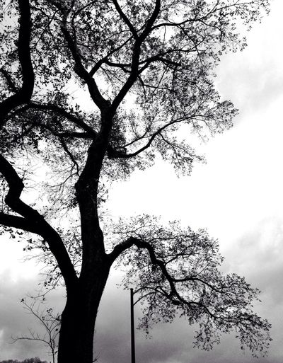 Low angle view of bare trees against sky