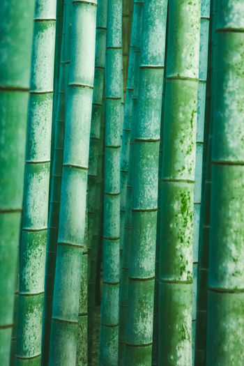 Detail shot of bamboo