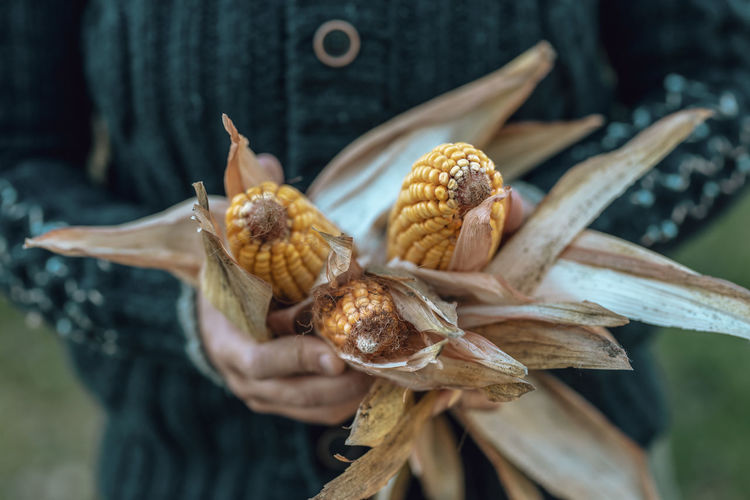 Hands of woman holding corns