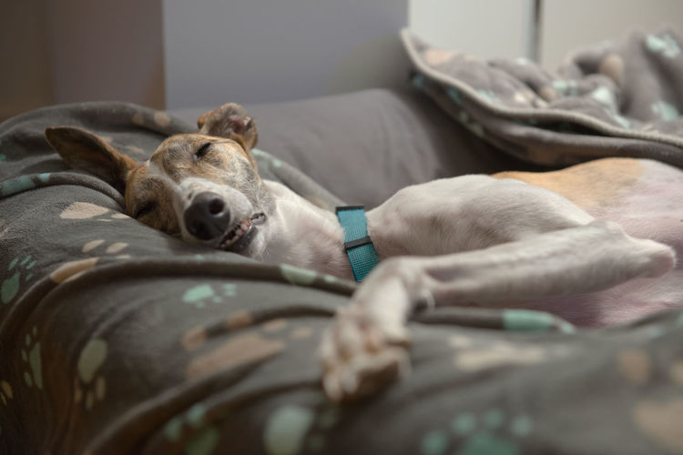 Dog blankets and dog bed support this large adopted pet greyhound as she sleeps on her side