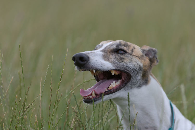 Pet greyhound dog shows her teeth as she pants with her head poking over long grass in a field.