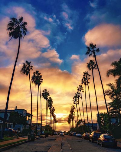 Road by plants and palm trees against sky during sunset