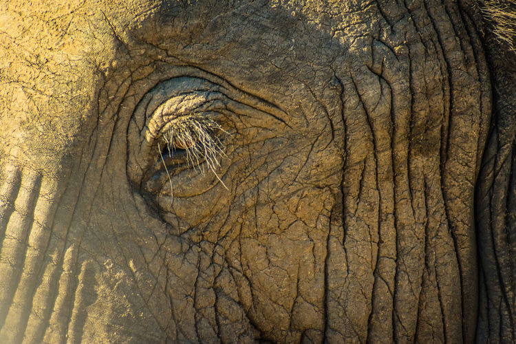 Close-up of elephant