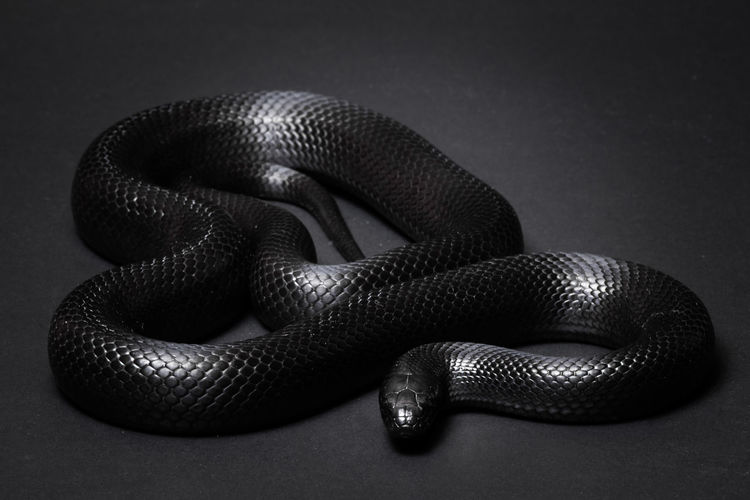 Close-up of snake against black background