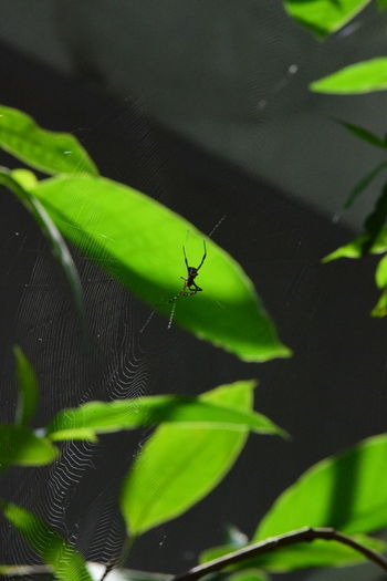 Close-up of insect on leaf