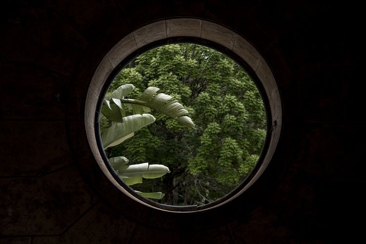 Trees seen through window