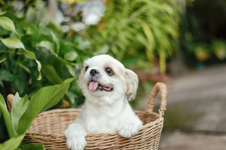 Dog looking away while standing in basket