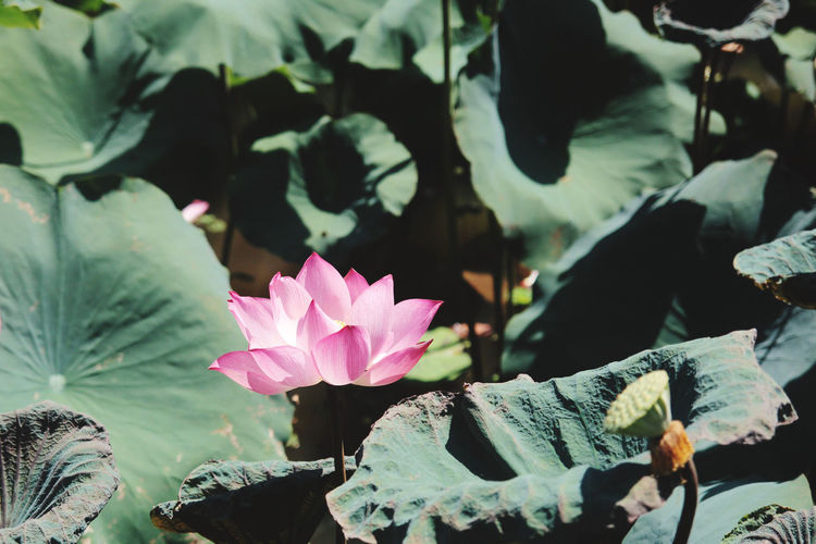 Pink lotus water lily