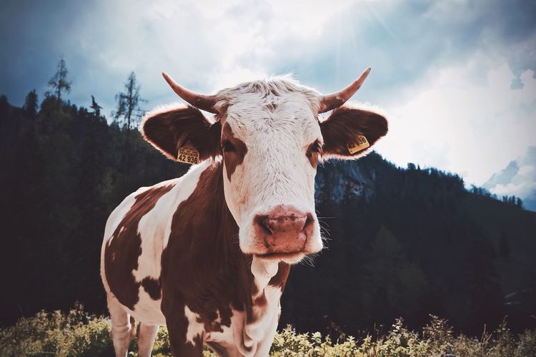Portrait of cow on field against sky