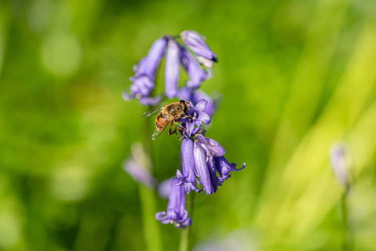 Mimic bee collection nectar pollen from wild bluebells