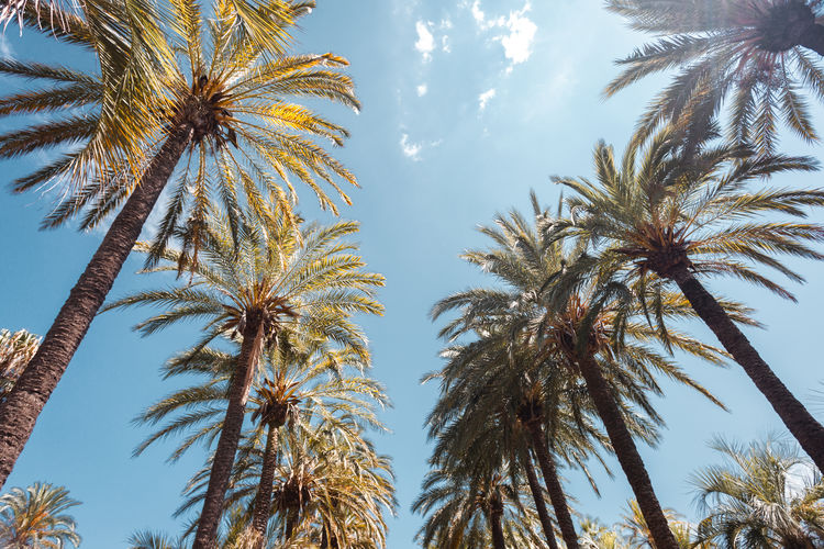 Tall palm trees on promenade de la croisette in cannes, cote d'azur, french riviera