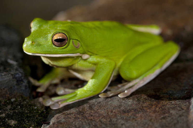 Close-up of green frog on rock