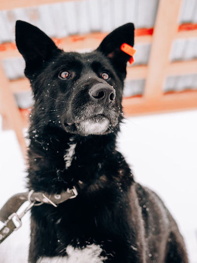 Portrait of a black dog with an orange tag in his ear