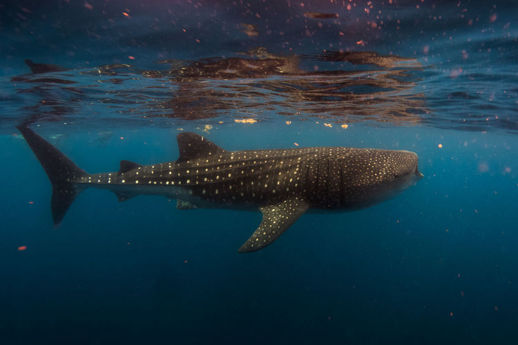 Whale shark in mexico with backscatter and sargasso