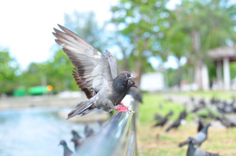 Side view of pigeon flying