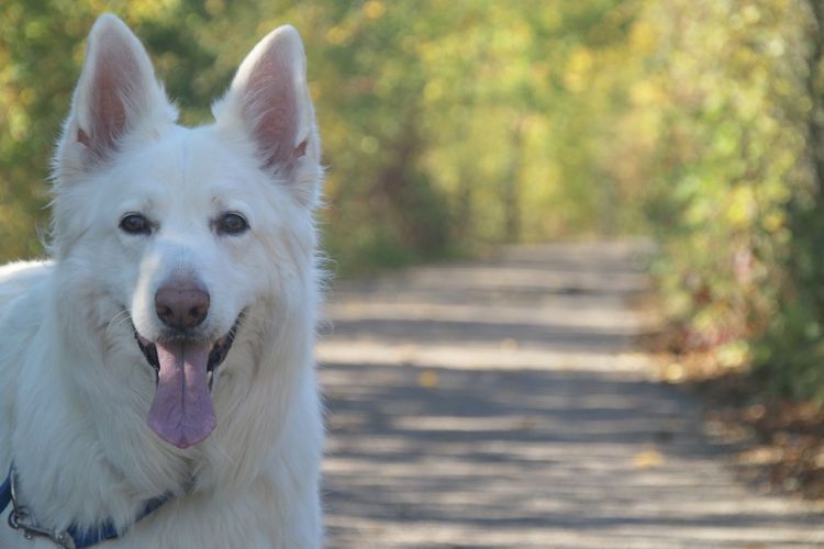 Close-up portrait of white dog