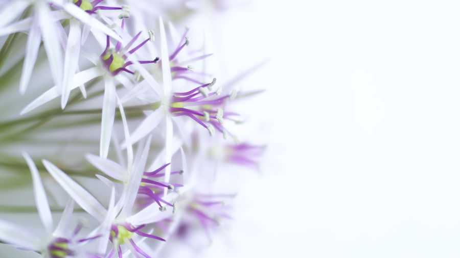 Close-up of purple flowering plant against white background