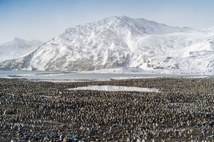 Huge colony of penguins