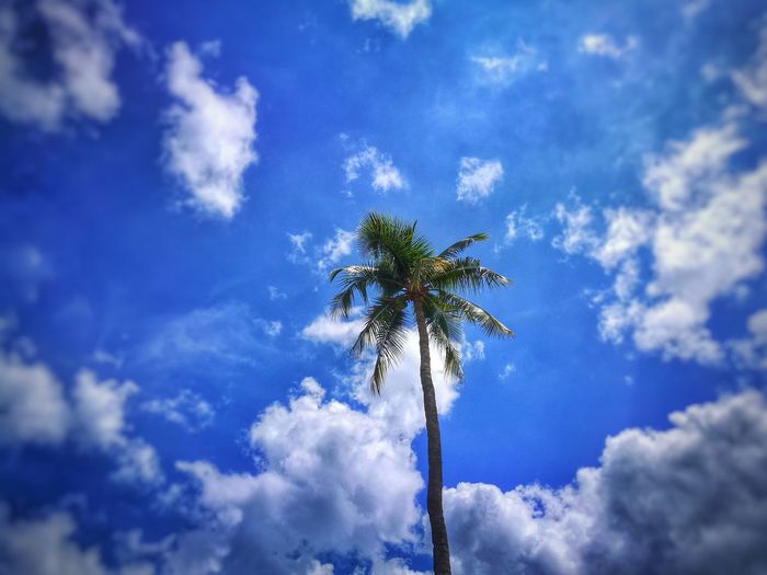 Low angle view of coconut palm tree against blue sky