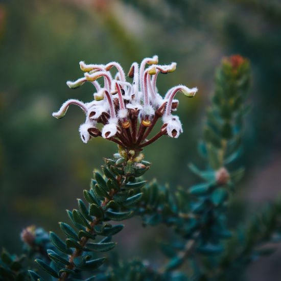 Close-up of plant