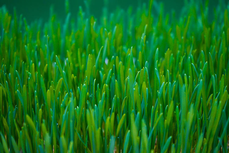 Full frame shot of crops growing on field