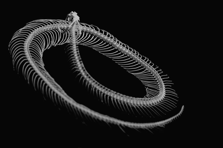 Close-up of snake skeleton against black background