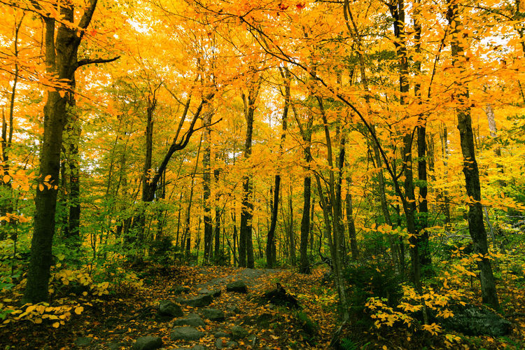 Trees growing in forest during autumn