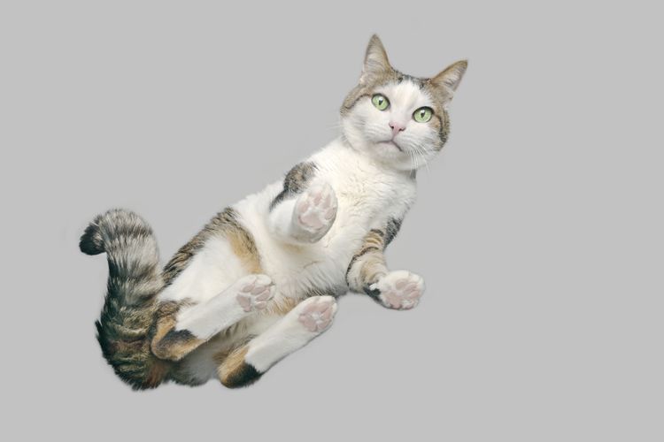 Cute tabby cat from below looking at camera. horizontal image with gray background.
