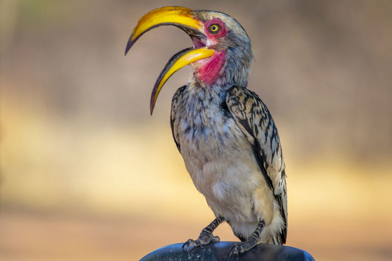 Southern yellow-billed hornbill or latin name tockus leucomelas. close-up and detail.