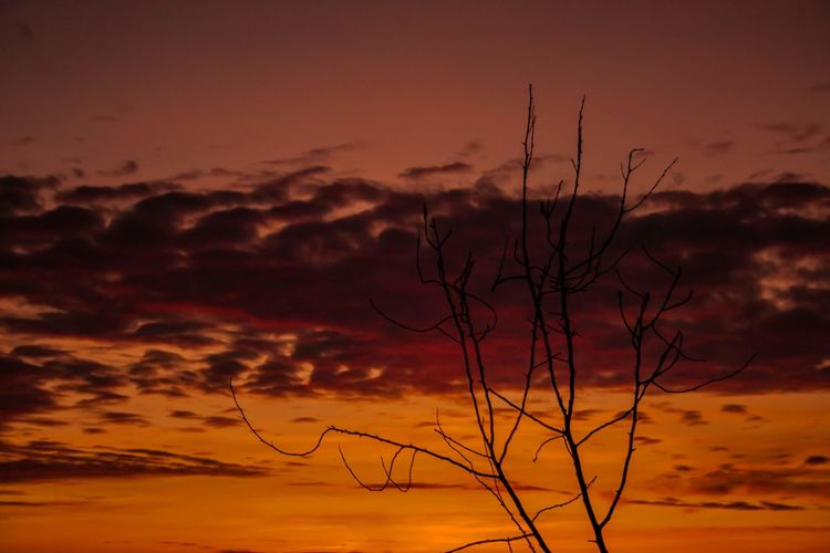Silhouette plant against dramatic sky during sunset
