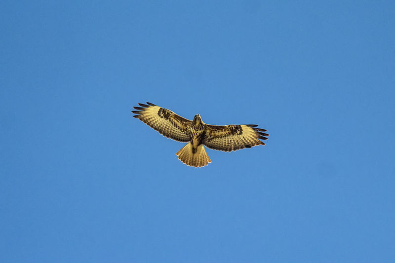 Low angle view of eagle flying against clear blue sky