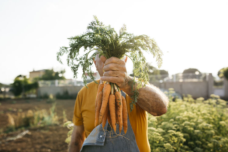 Unrecognizable senior man holding bunch of harvested carrots