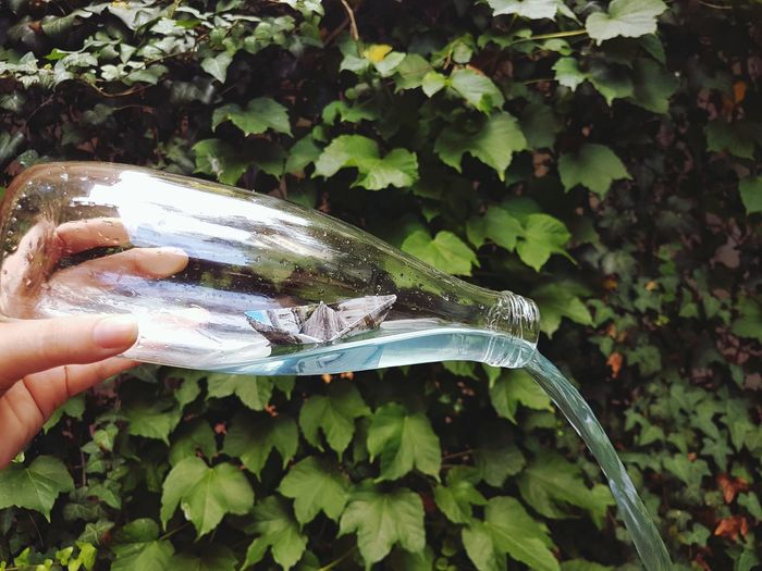 Cropped hand pouring water from bottle on plants