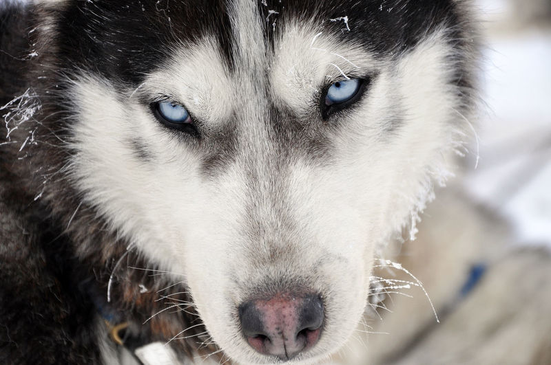 Detail shot of a wolfdog